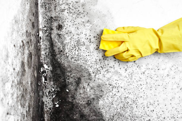 Best White Mold Remediation in Jacksonville, AL