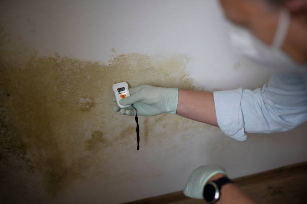 Best Commercial Mold Remediation in Jacksonville, AL