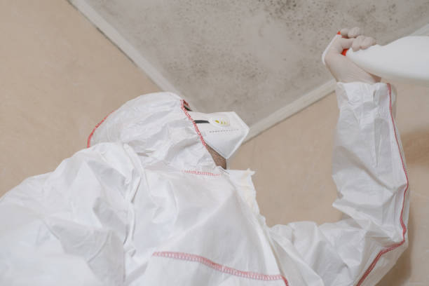 Best Localized Mold Remediation (e.g., coastal areas, humid climates) in Jacksonville, AL