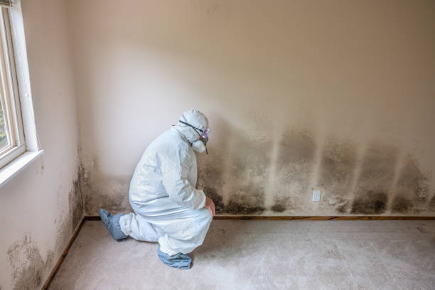 Best Attic Mold Remediation in Jacksonville, AL