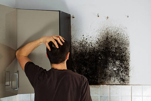  Jacksonville, AL Mold Removal Pros